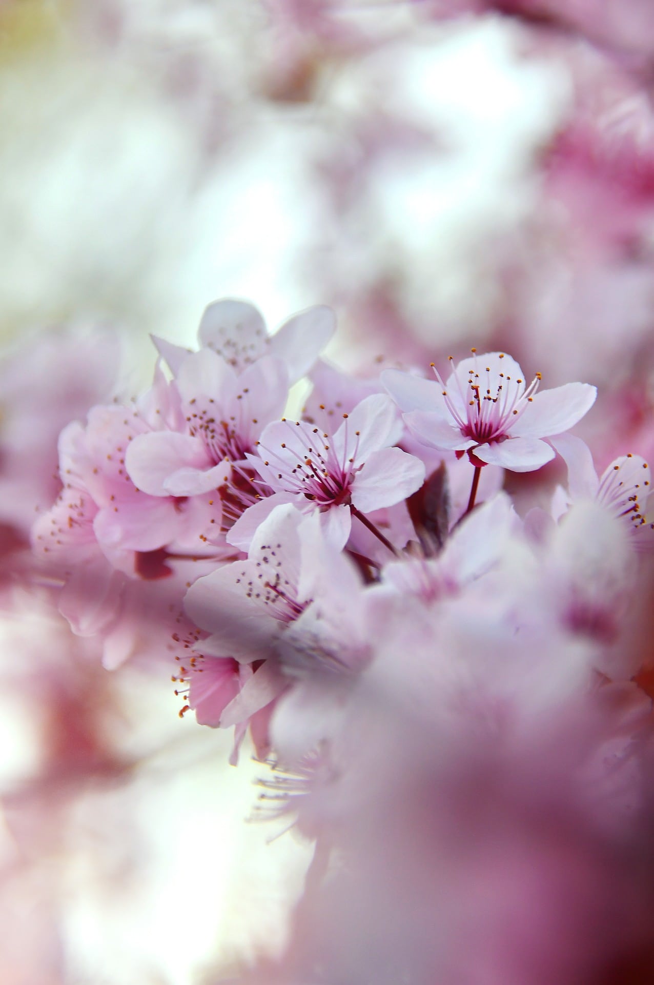 Evighetens Vila Begravningsbyrå blomstrande körsbärsträd