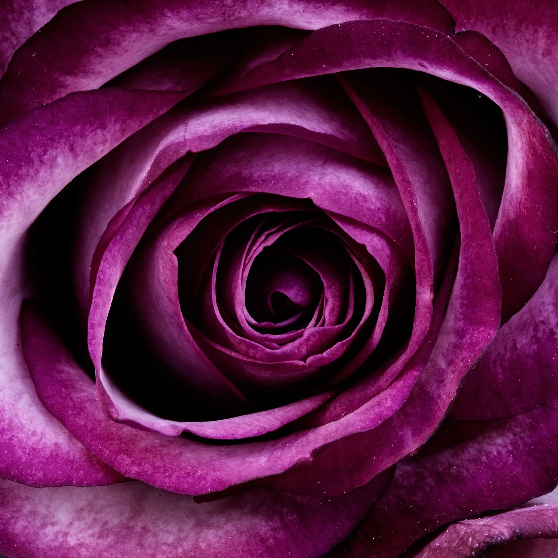 Blomsterarrangemang